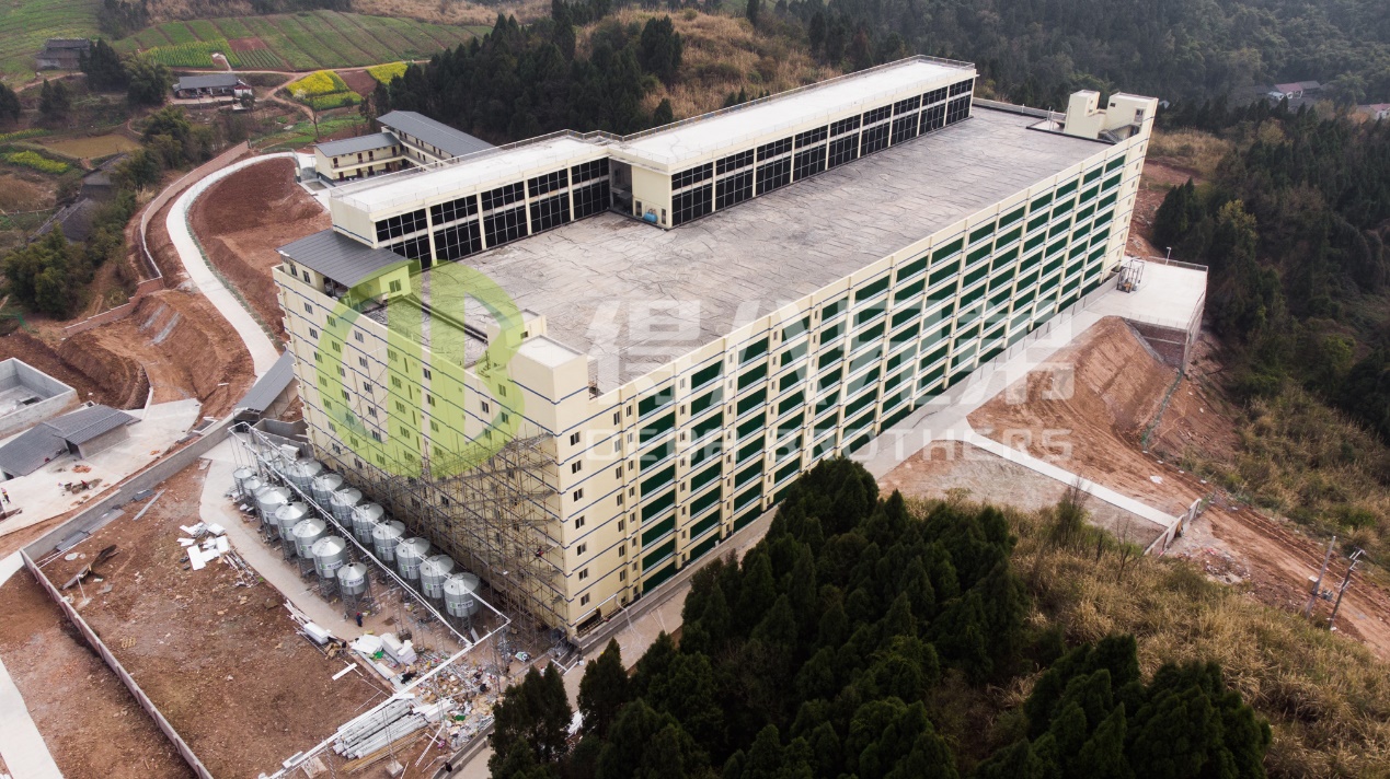 Како да се подобри квалитетот на животната средина во модерен дизајн на свињарска фарма