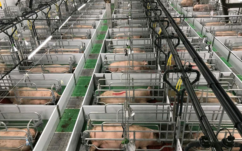Прецизна исхрана и научен менаџмент: зајакнување на ефикасното одгледување на маторици во бременост - Debabrother им помага на свињските фарми да го подобрат квалитетот и ефикасноста